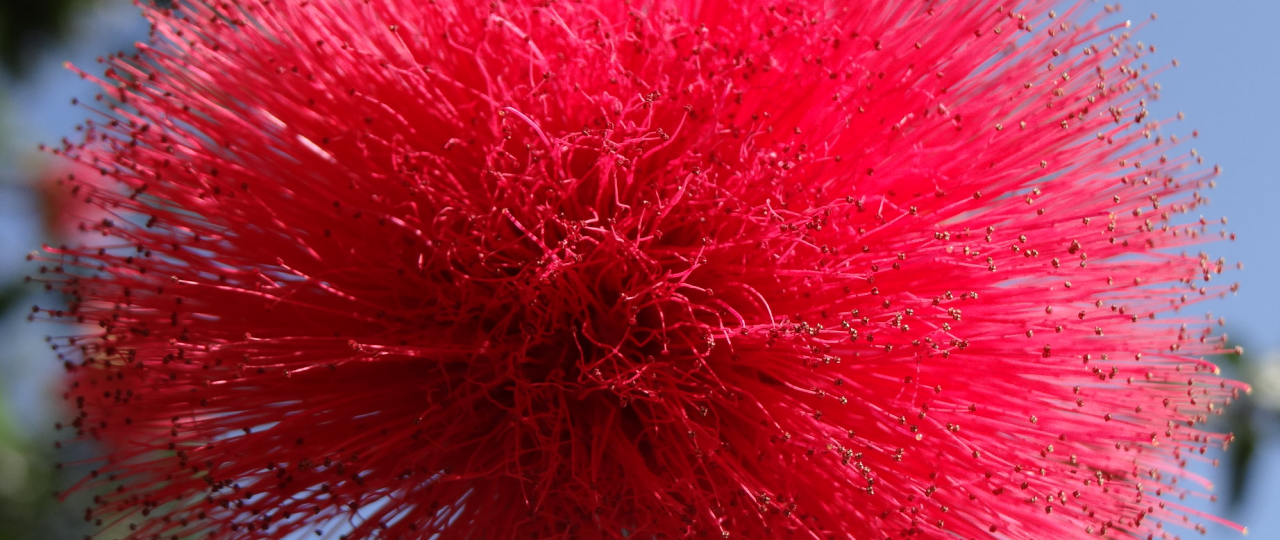 Caliandra - A Flor: Conheça a rainha do cerrado